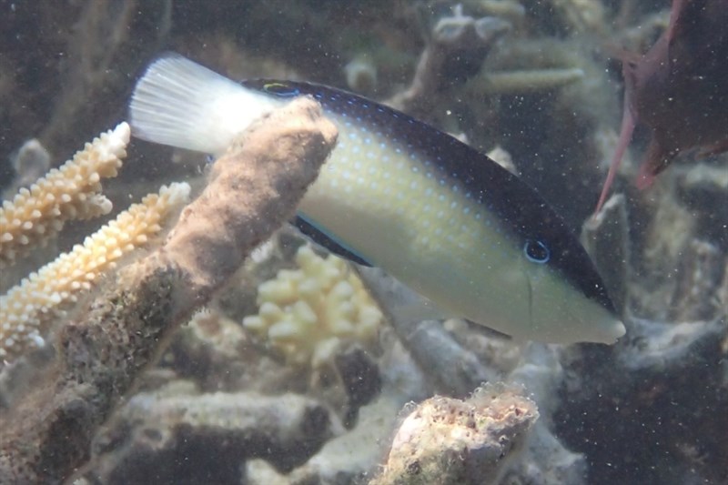 New Guinea wrasse, Black-banded Wrasse, Black-backed Wrasse, New Guinea Chisel-tooth Wrasse, New Guinea Tamarin, New Guinea Wrasse - Anampses neoguinaicus, Anampses neoguinaicus