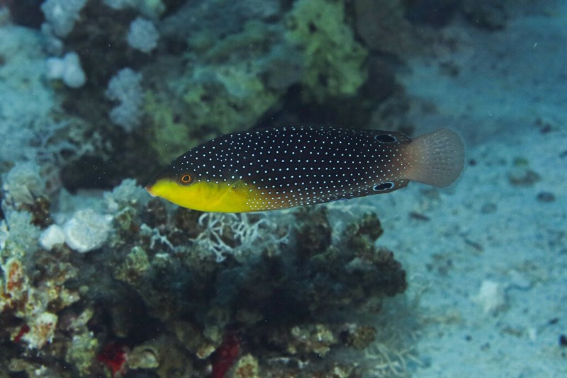 Yellowbreasted wrasse, Yellowbreasted Wrasse, Twister Wrasse, Yellow-breasted Wrasse, Yellowbreast Wrasse, Anampses twistii