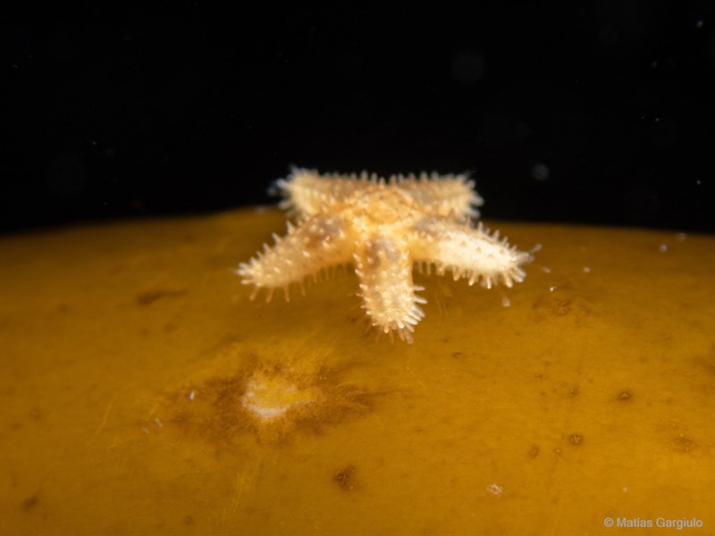 , Cinderella Starfish, Anasterias antarctica