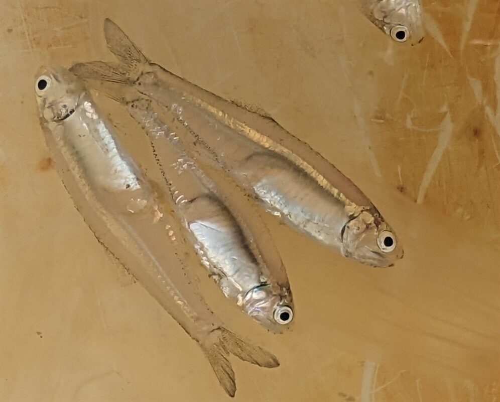 Bay anchovy, Anchoa mitchilli, Anchoa mitchilli