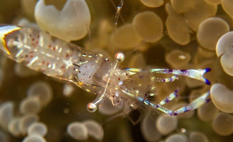 , Holthuis' Anemone Shrimp, Holthuis Cleaner Shrimp, Ancylomenes holthuisi