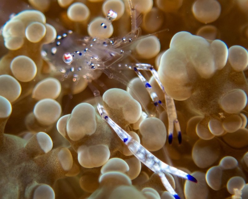 , Graceful Anemone Shrimp, Cleaner Shrimp, Ancylomenes venustus