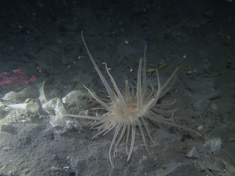 , Sea Anemone, Andresia partenopea