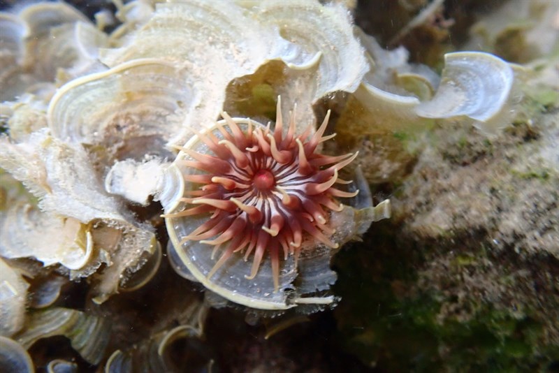 , Sea Anemone, Anemonia erythraea