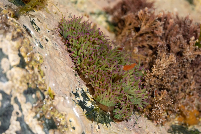 , Mediterranean Snakelocks Anemone, Snakelocks Anemone, Anemonia viridis