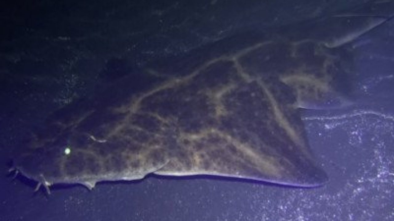 Angelshark-angel-shark-Squatina-squatina-Elasmobranchii-rays-and-sharks-diving-canary-islands-atlantic-ocean-canaries