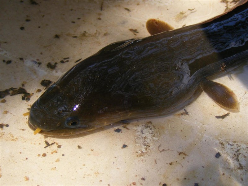 Indonesian shortfin eel, Indonesian Shortfin Eel, Anguilla bicolor