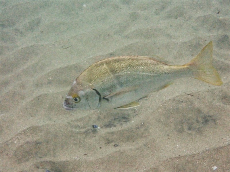 Xantic sargo – Anisotremus davidsonii