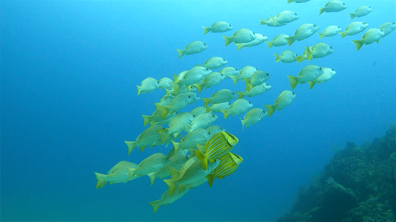 Panama porkfish, Porkfish, Anisotremus taeniatus