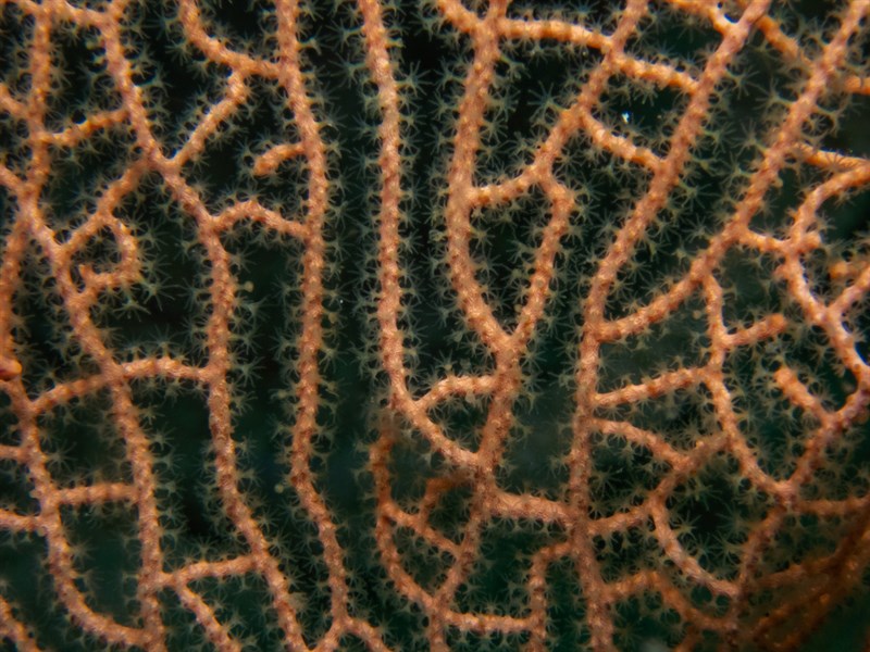 , Giant Gorgonian Sea Fan, Gorgonian Fan, Giant Sea Fan, Annella mollis