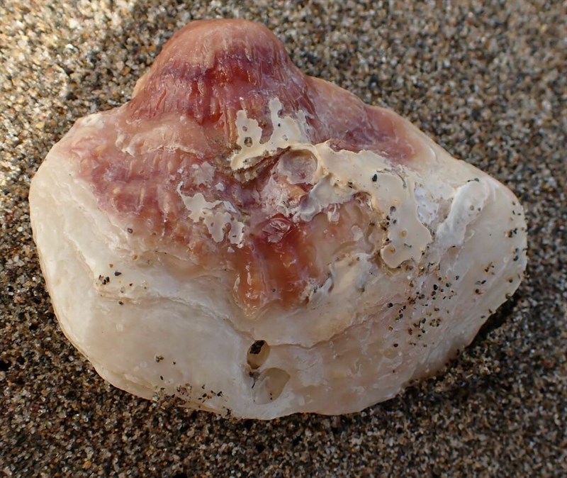 Saddle Ouster, Jingle Shell – Anomia ephippium