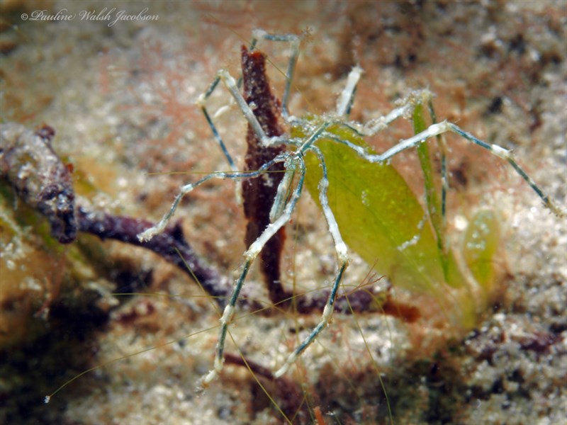 , Lentil Sea Spider, Anoplodactylus lentus