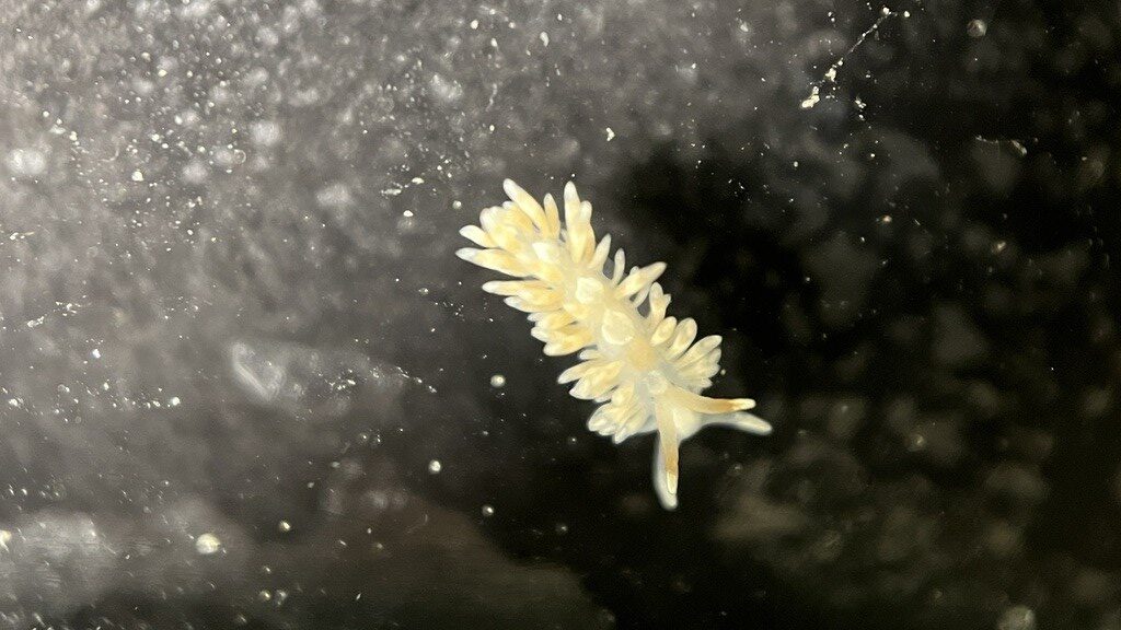 , Nudibranch, Anteaeolidiella lurana