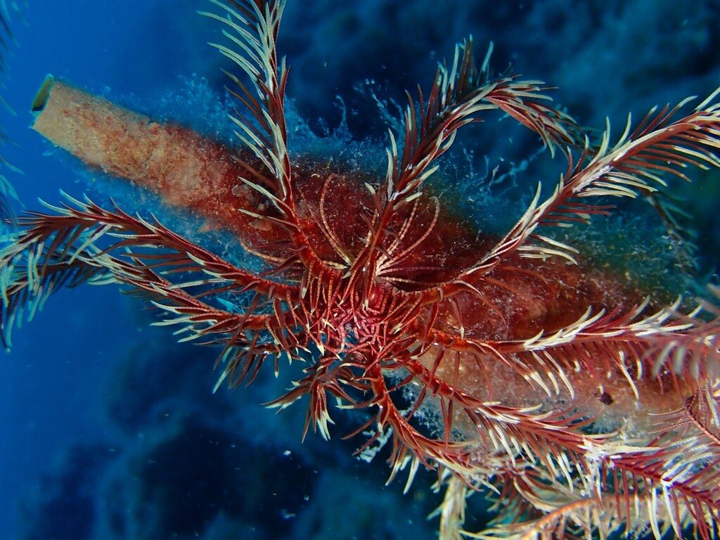 , Mediterranean Feather Star, Antedon mediterranea