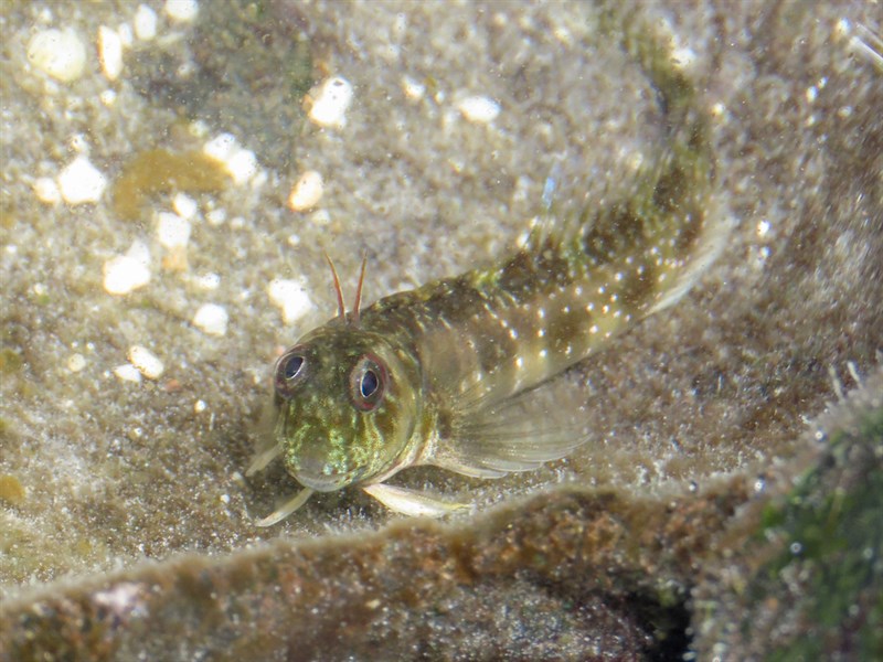 Horned rockskipper, Horned Rockskipper, Antennablennius bifilum