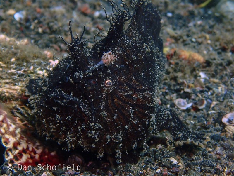 Shaggy angler, Hispid Frogfish Or Shaggy Frogfish, Antennarius hispidus