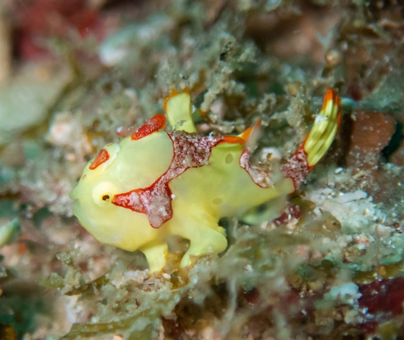 Warty frogfish, Warty Frogfish, Clown Frogfish, Wartskin Frogfish, Antennarius maculatus