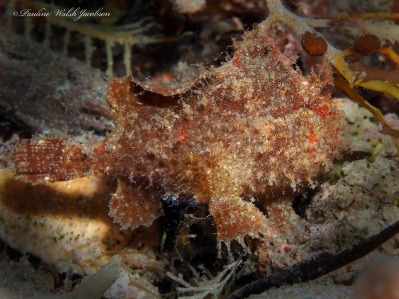 Dwarf frogfish, Dwarf Frogfish, Antennarius pauciradiatus