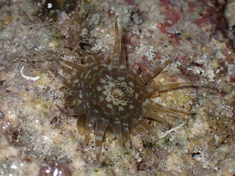 , Anthopleura dixoniana, Anthopleura dixoniana