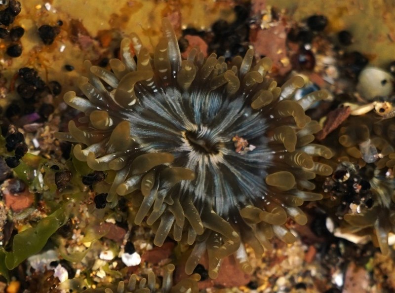 , Armed Hermaphroditic Anemone - Anthopleura hermaphroditica, Anthopleura hermaphroditica