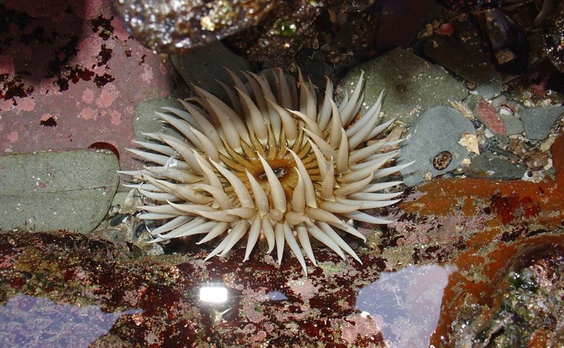 , Crevice Anemone, Long-tentacled Anemone, Anthopleura michaelseni