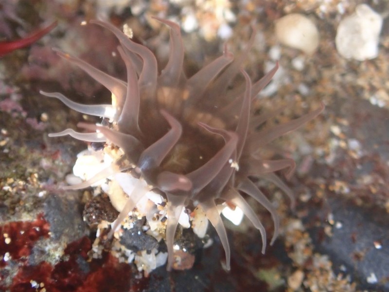 , Dusty Anemone, Anthopleura nigrescens