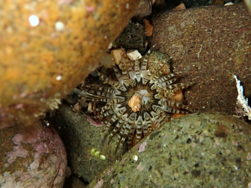 , Rose Anemone, Rock Pool Anemone - Anthopleura rosea, Anthopleura rosea