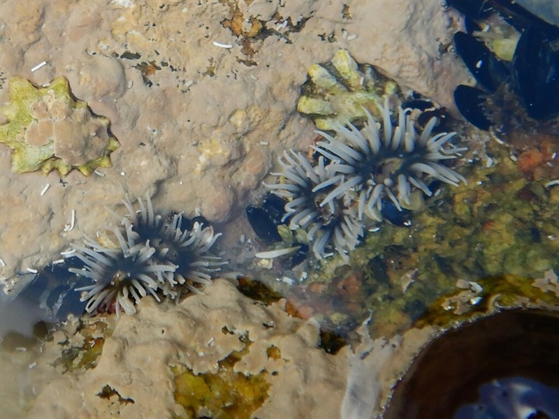 , Glaucus Pimplet, Rock Anenmone, Anthopleura thallia