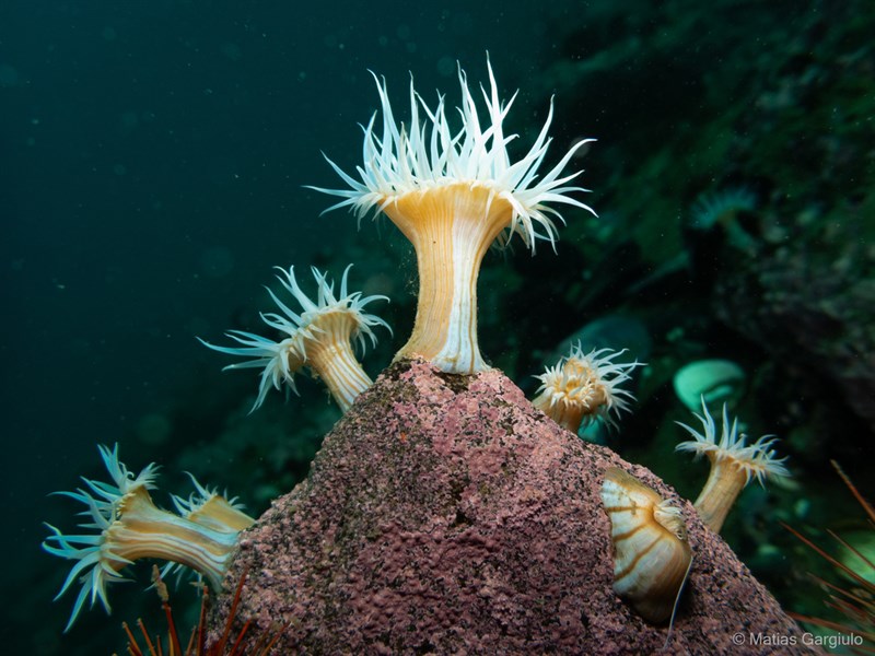 , White Stinging Anemone, Anthothoe chilensis