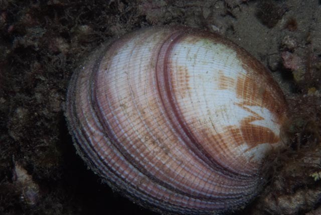 , Magnificent Venus Clam, Antigona magnifica