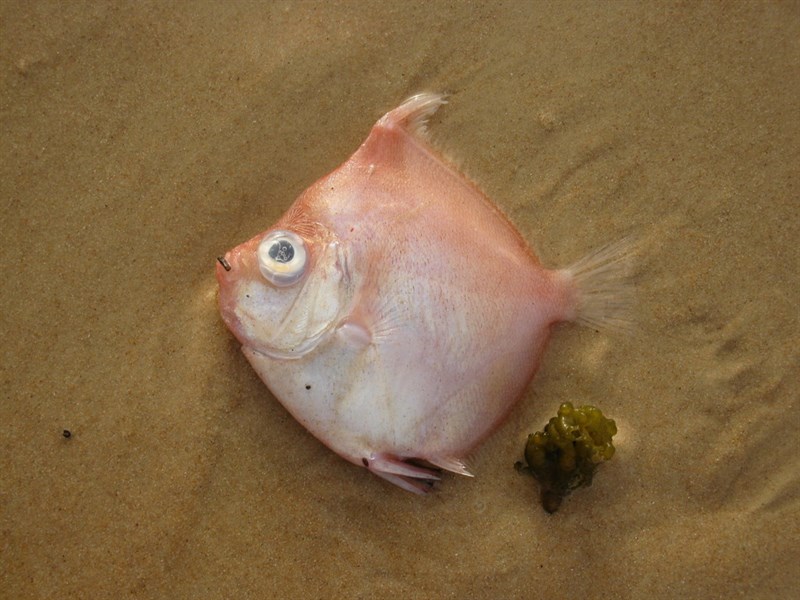 Deepbody boarfish, Deepbody Boarfish - Antigonia capros, Antigonia capros