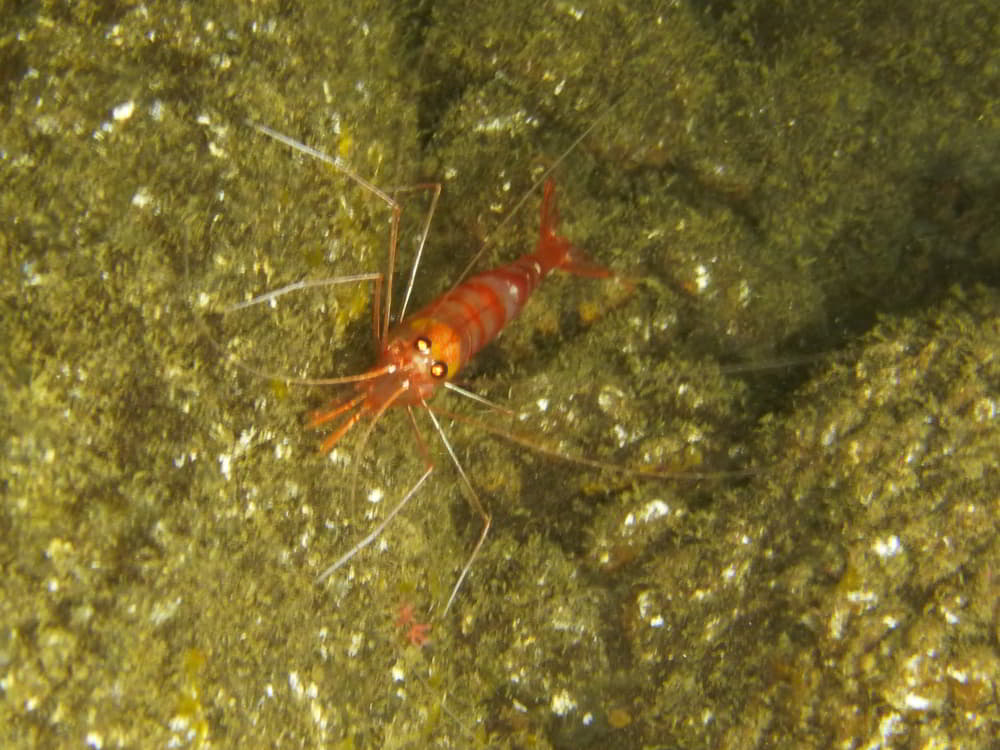 Antiguan Cave Shrimp – Janicea antiguensis