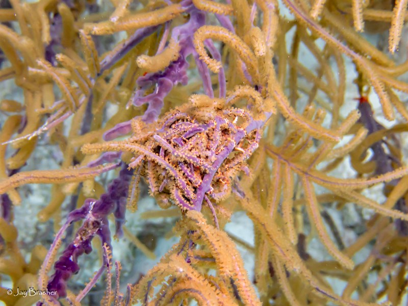 , Purple Sea Plume, Antillogorgia acerosa