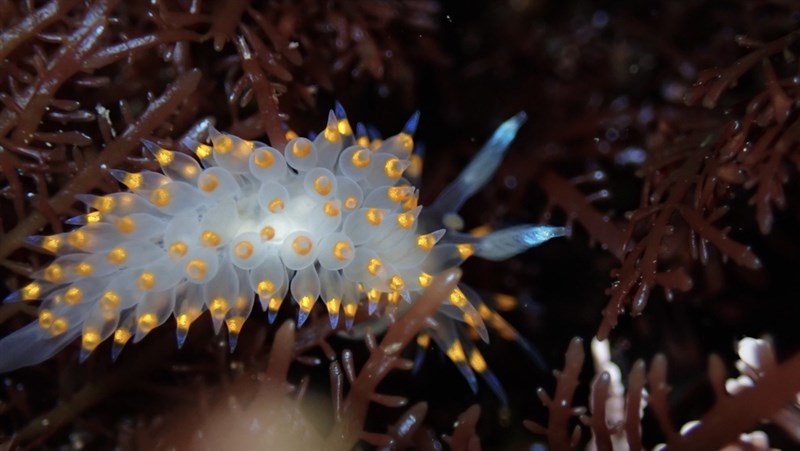 , Cockscomb Nudibranch, Santa Barbara Nudibranch, Antiopella barbarensis