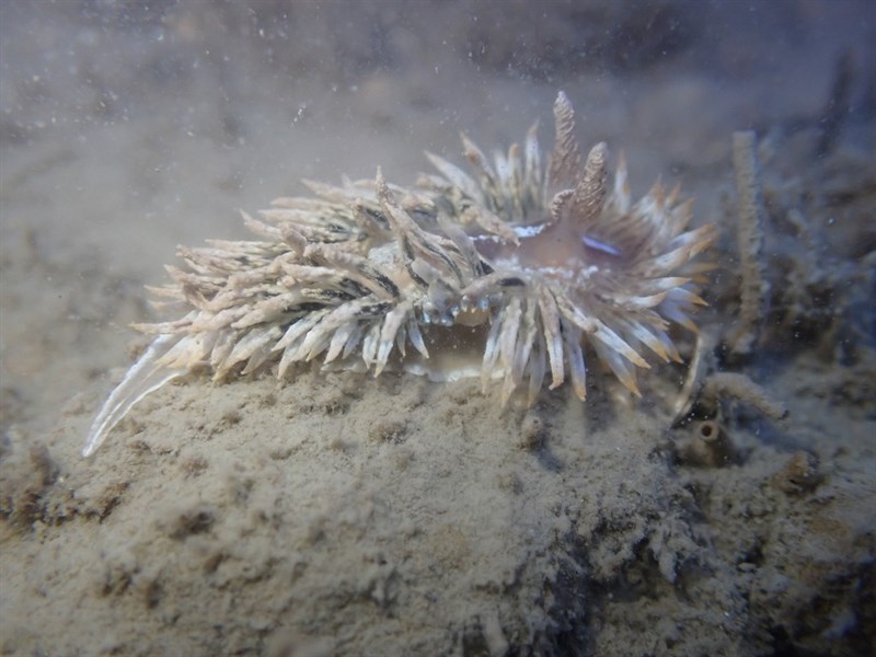 , Nudibranch - Antiopella novozealandica, Antiopella novozealandica