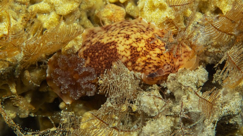 , Aphelodoris rossquicki