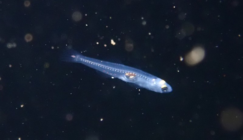 Transparent goby, Transparent Goby, Aphia minuta