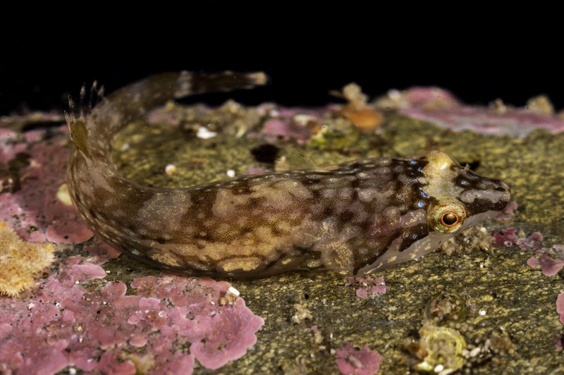 Small-headed clingfish, Small-headed Clingfish, Apletodon dentatus