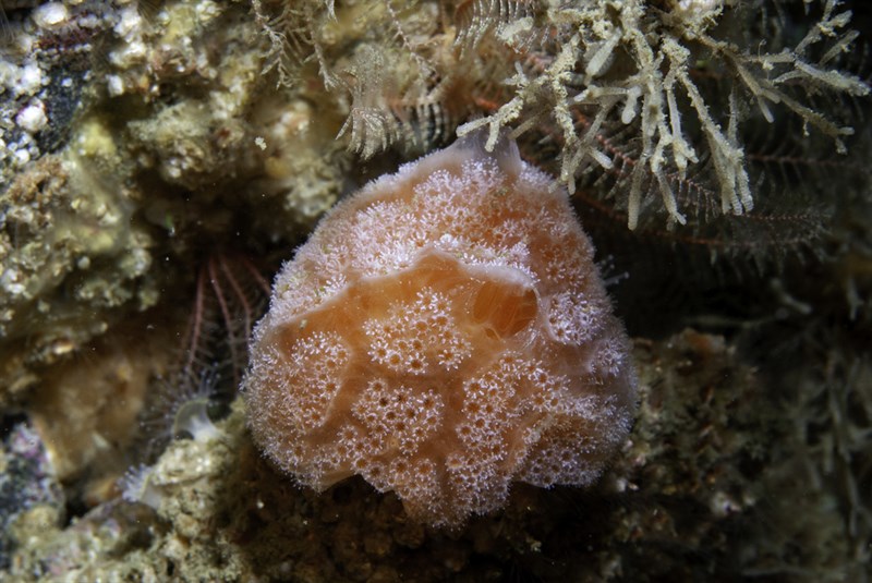 , Sea-strawberry, Sea Squirt, Aplidium elegans