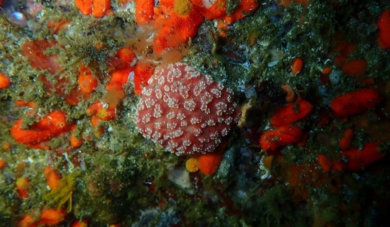 , Rosette Sea Squirt - Aplidium flavolineatum, Aplidium flavolineatum