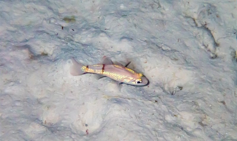 Mimic cardinalfish, Mimic Cardinalfish, Apogon phenax