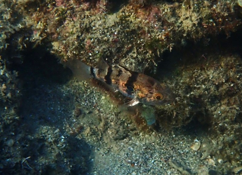 Pharaoh cardinalfish, Apogonichthyoides Pharaonis, Apogonichthyoides pharaonis