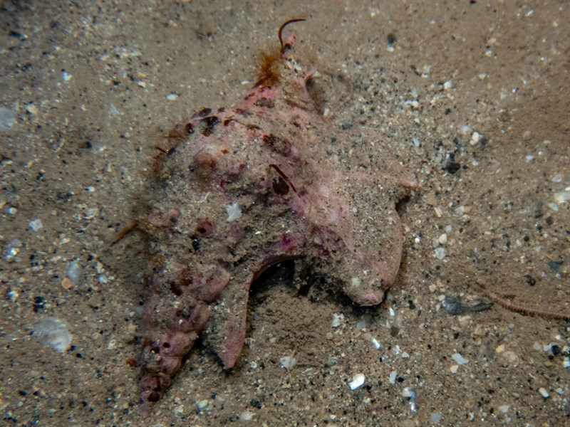 , Pelican's Foot , Common Pelican's Foot, Aporrhais pespelecani