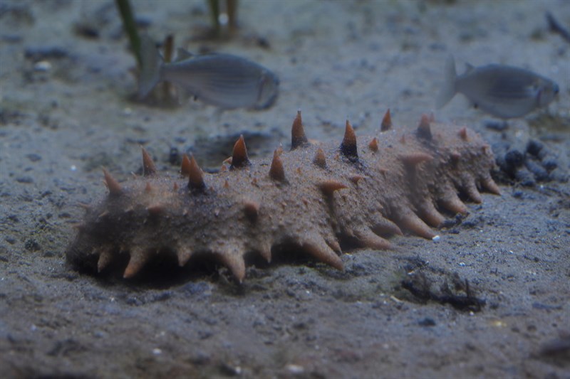 , Japanese Sea Cucumber, Apostichopus japonicus