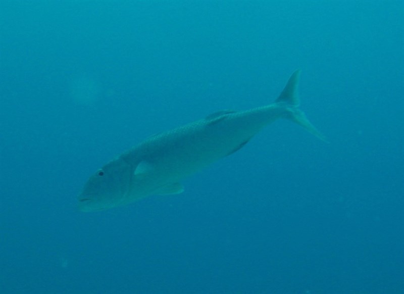 Green jobfish, Green Jobfish, Aprion virescens