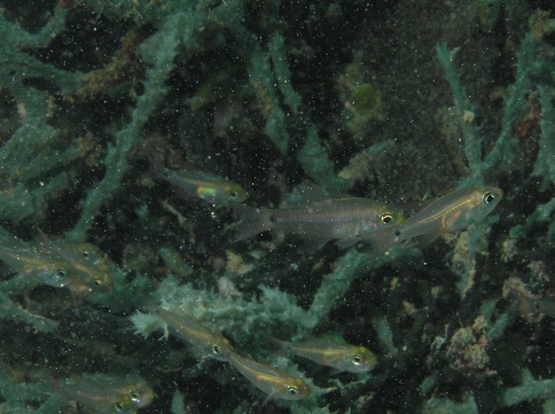 Gon's cardinalfish, Gon's Cardinalfish - Archamia bleekeri, Archamia bleekeri