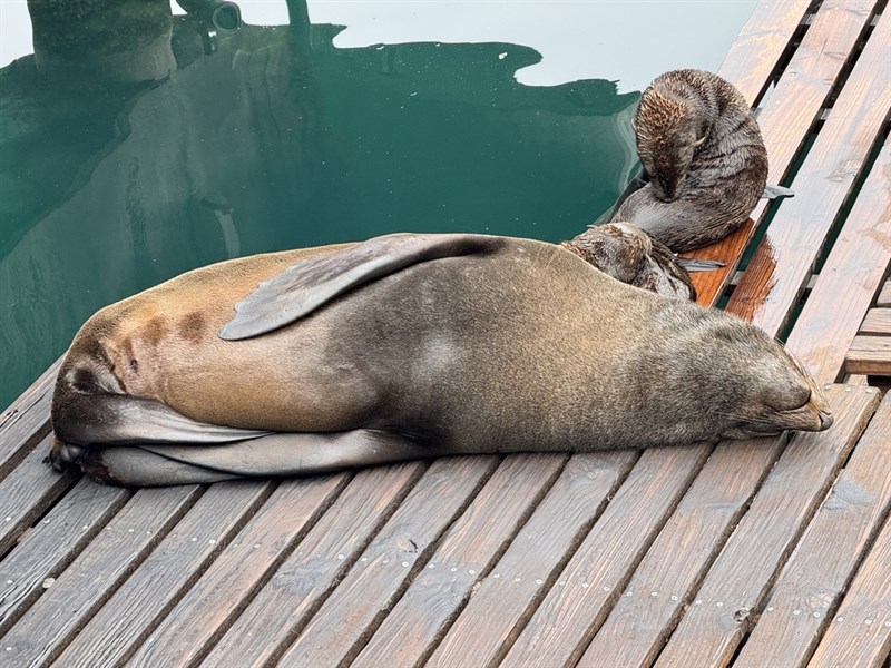 , Cape Fur Seals, Arctocephalus pusillus