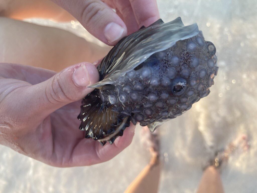 , Winged Argonaut, Paper Nautilus, Brown Paper Nautilus, Brown Argonaut, Argonauta hians