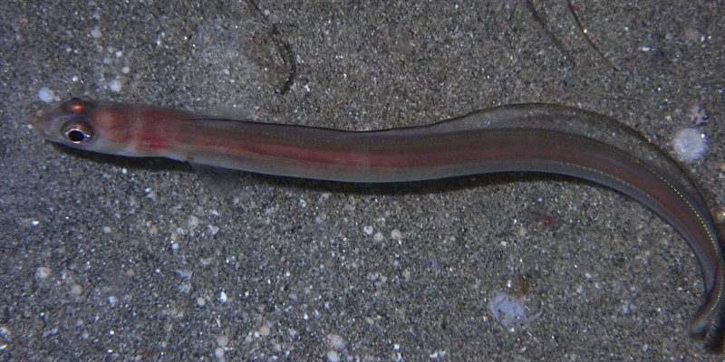 , Sand Eel, Ariosoma sanzoi