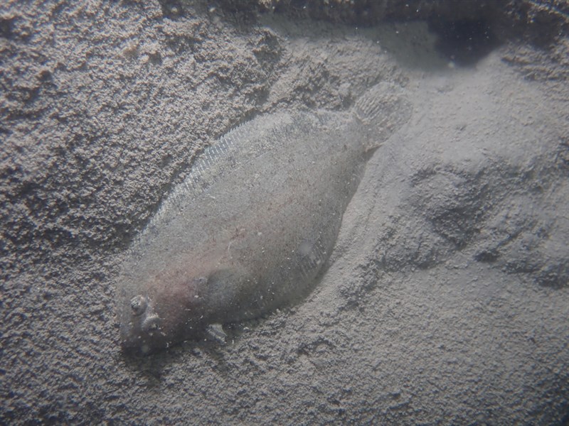 Mediterranean scaldfish, , Arnoglossus laterna